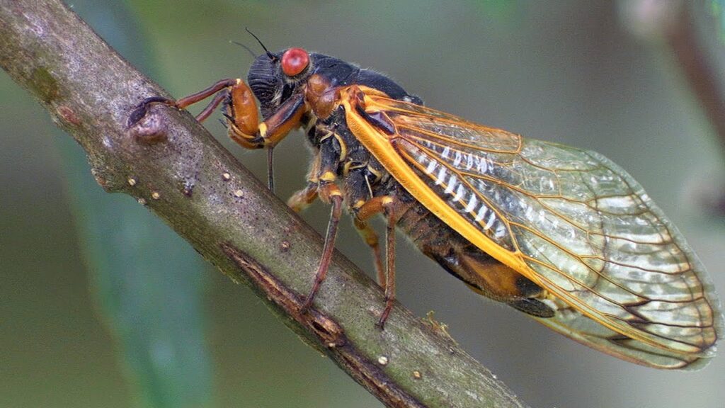 Billions of cicadas may be coming soon to trees near you